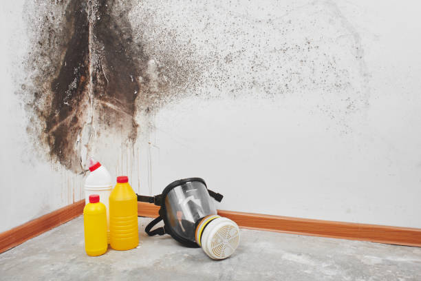 Best Mold Testing and Removal  in Mauston, WI
