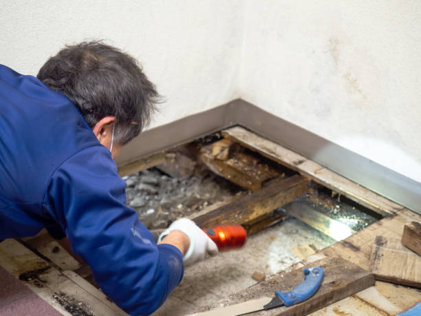 Best Mold Testing  in Mauston, WI