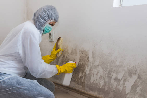 Best Mold Removal and Inspection  in Mauston, WI