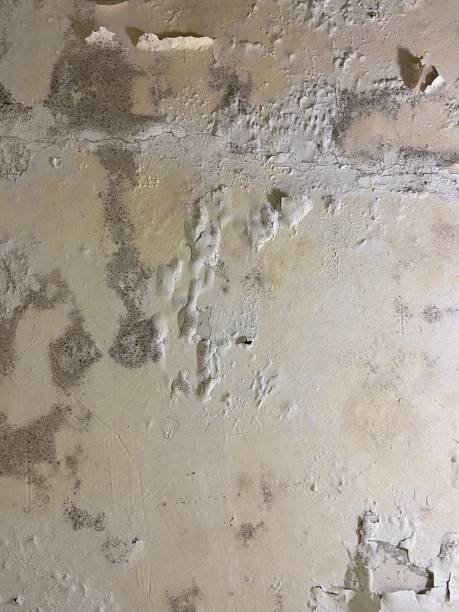 Mold Removal Process in Mauston, WI