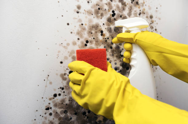 Crawl Space Mold Removal in Mauston, WI