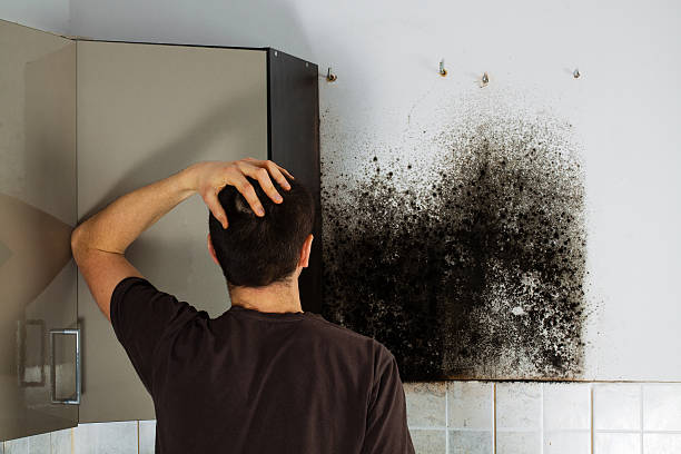 Best Mold Cleaning Services  in Mauston, WI
