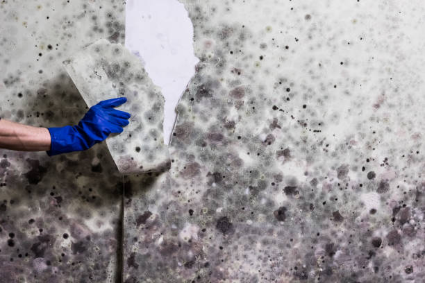 Mold Removal and Inspection in Mauston, WI