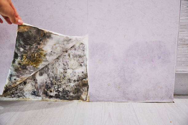 Best Fast Mold Removal  in Mauston, WI